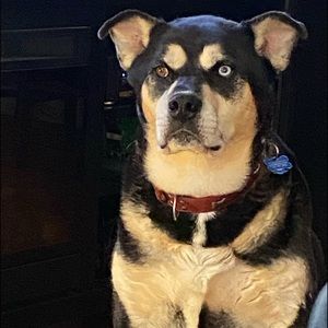 Meet your Posher, Shannon